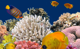 Underwater life of a hard-coral reef, Red Sea, Egypt